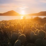 Salagou Cactus
