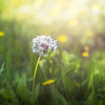 Le printemps