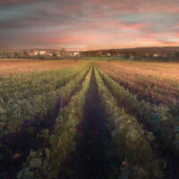 Bourgogne Canvas