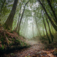 Misty Pathway