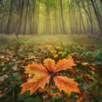 Autumn Clover