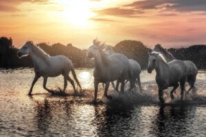 Chevaux Camargue Water