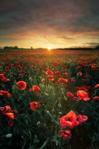 Coquelicots VLM Sunset