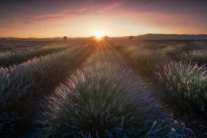 Valensole Sunrise