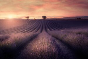 Valensole Sunset