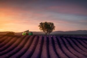 Valensole Sunset